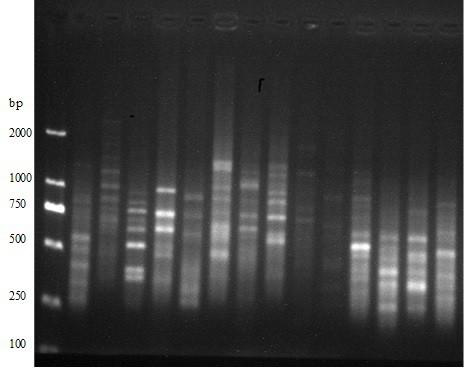 An ISSR-PCR molecular mark system for Carpinus oblongifolia (Hu) Hu et W. C. Cheng