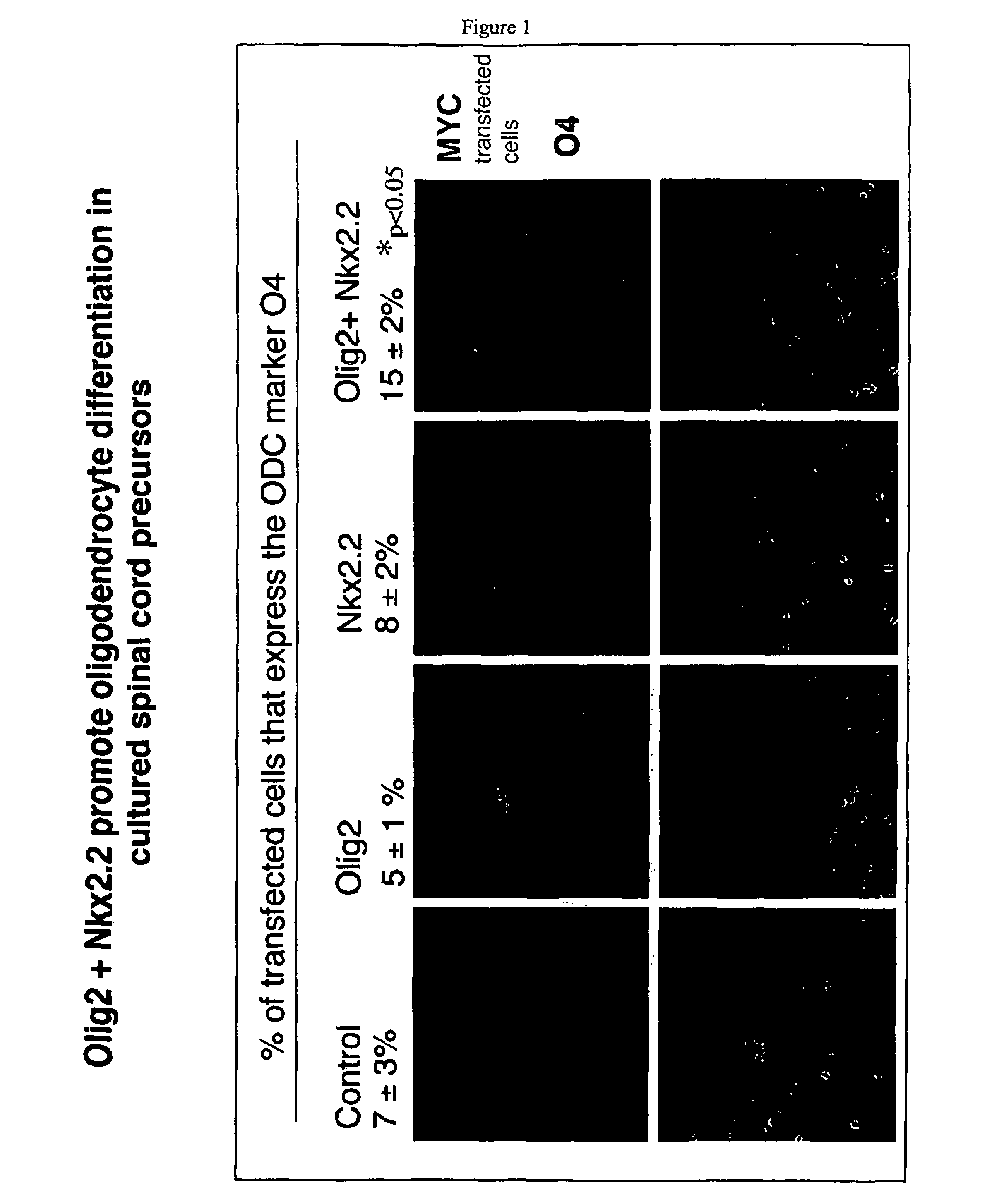 Oligodendrocyte determination genes and uses thereof