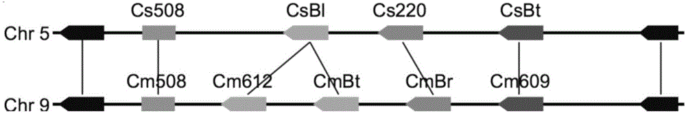 Transcription factor participating into regulation of muskmelon bitter principle synthesis and application of transcription factor
