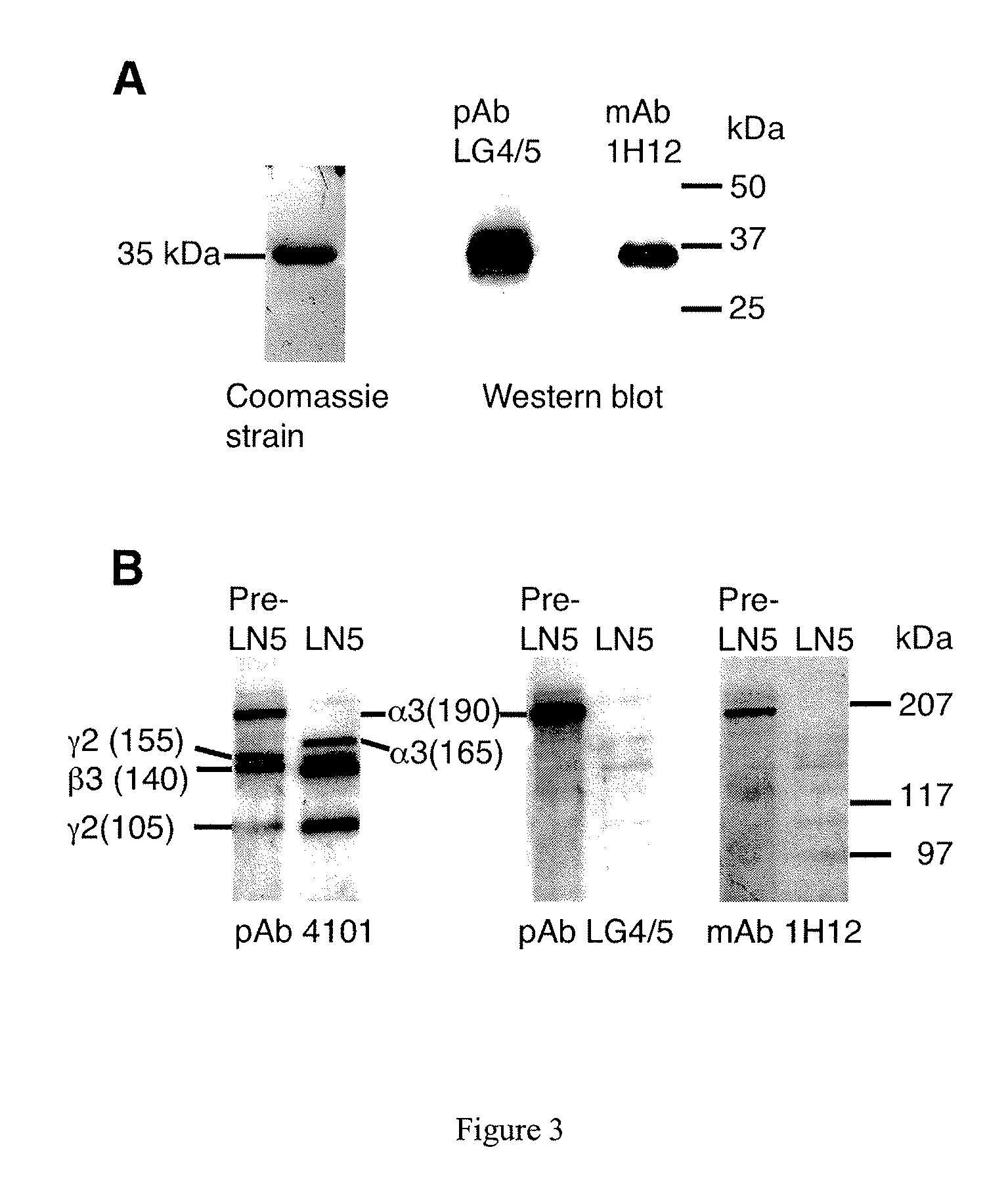 Monoclonal antibodies directed against LG4-5 domain of alpha3 chain of human laminin-5