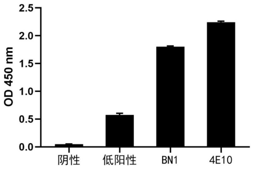 Anti-HIV broad-spectrum neutralizing antibody