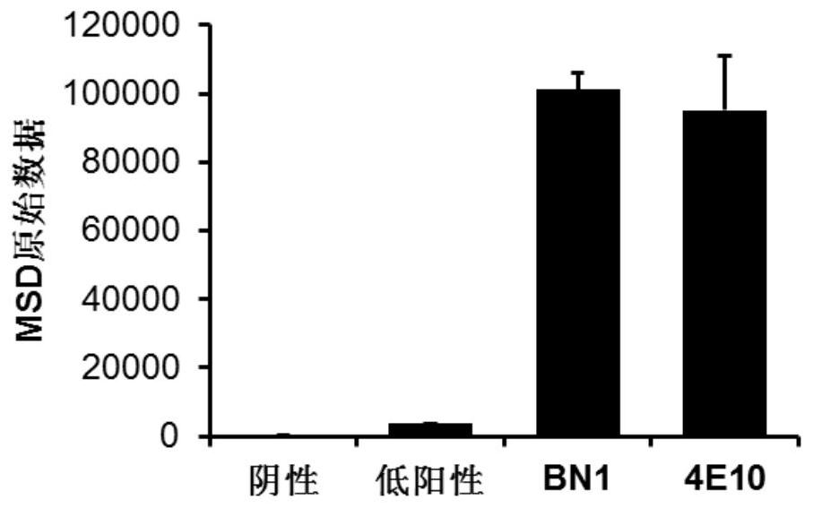 Anti-HIV broad-spectrum neutralizing antibody