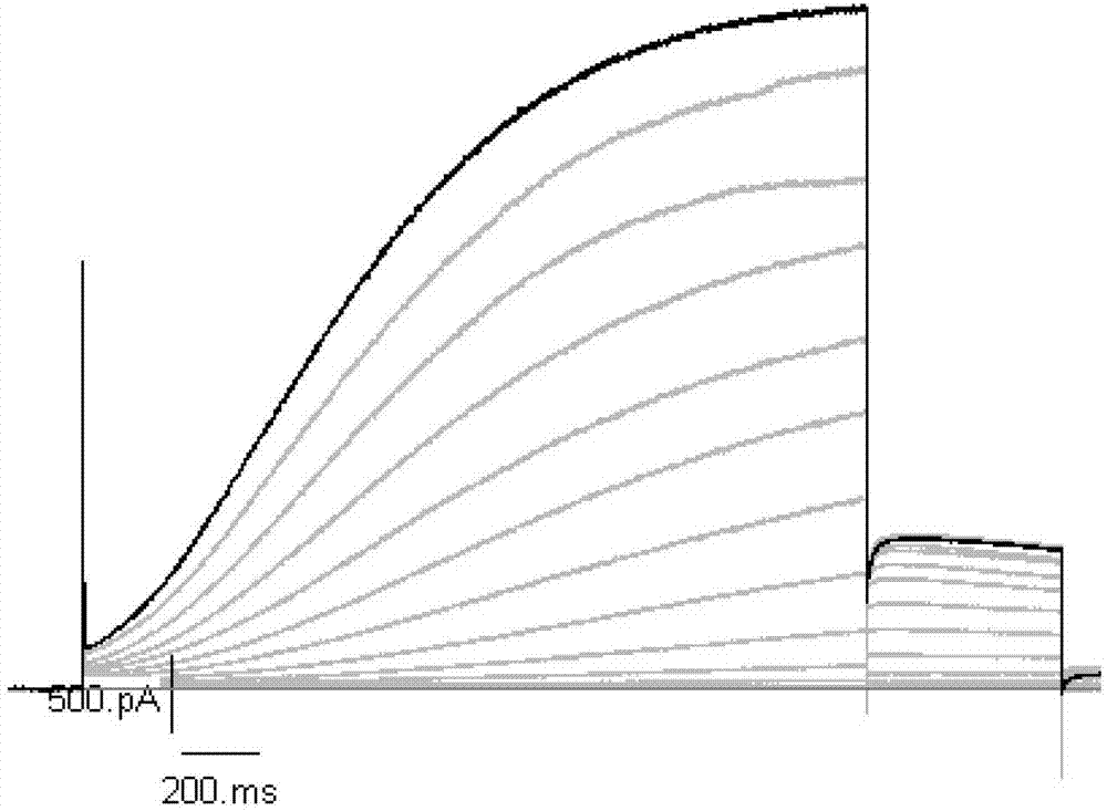 Host cell for expressing KCNQ1/KCNE1 protein and preparation method of host cell