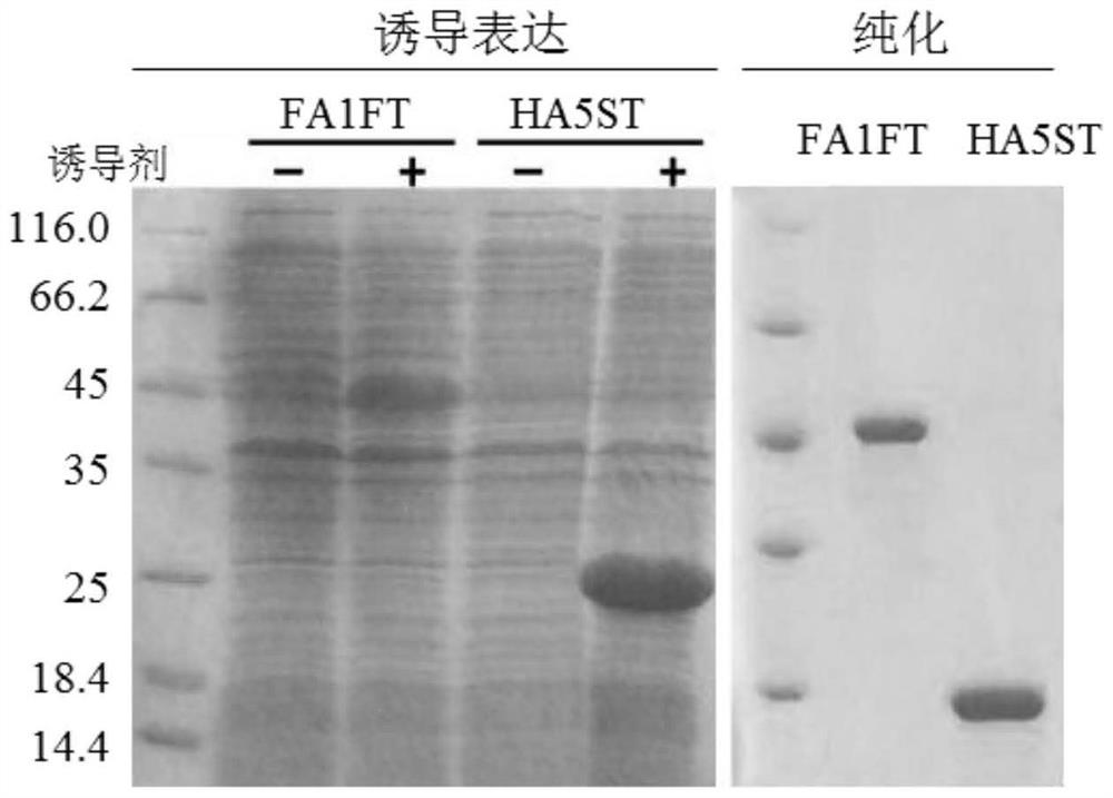 A kind of genetic engineering recombinant trail fusion protein and its preparation method and application