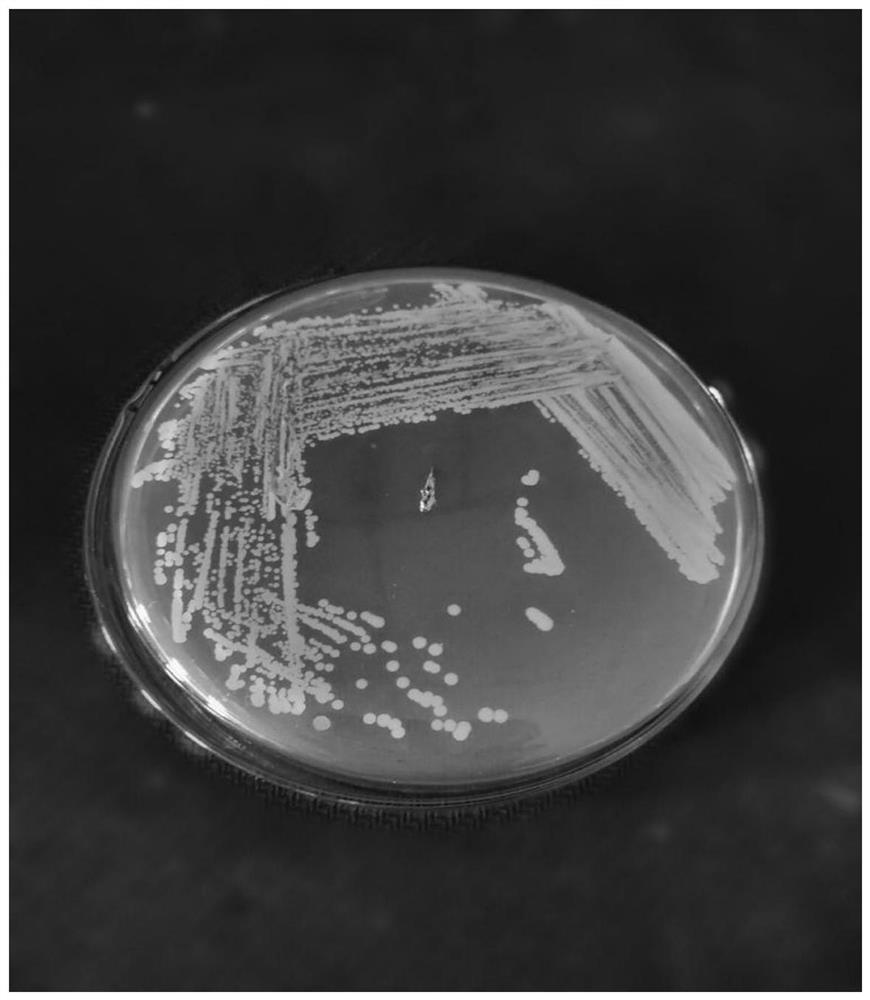 A saline-alkali-tolerant Bacillus megaterium fjw1 and its application in the preparation of phytopathogenic bacteriostatic agents
