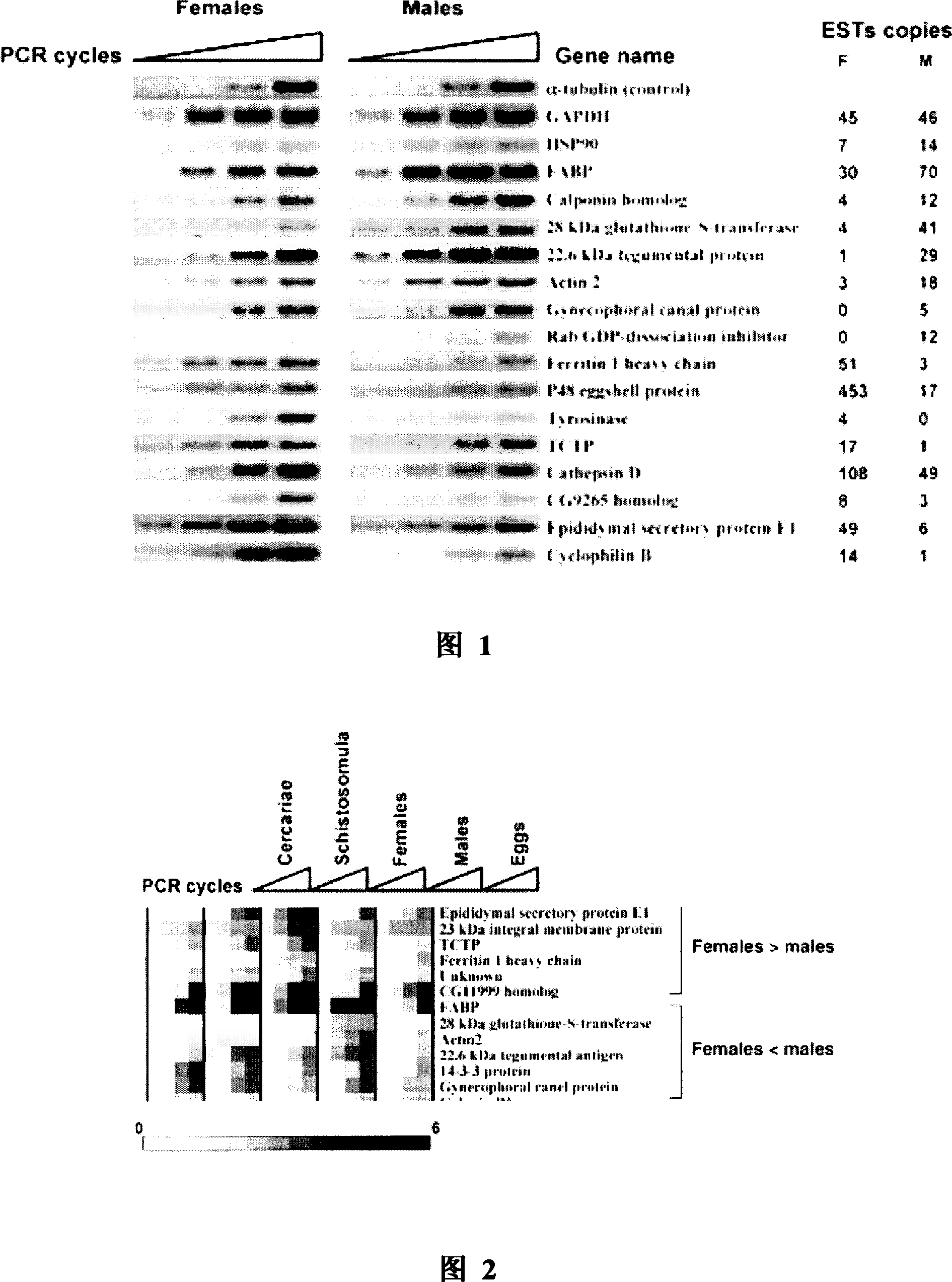 Japanese blood fluke specific female fluke gene and its coded protein and application