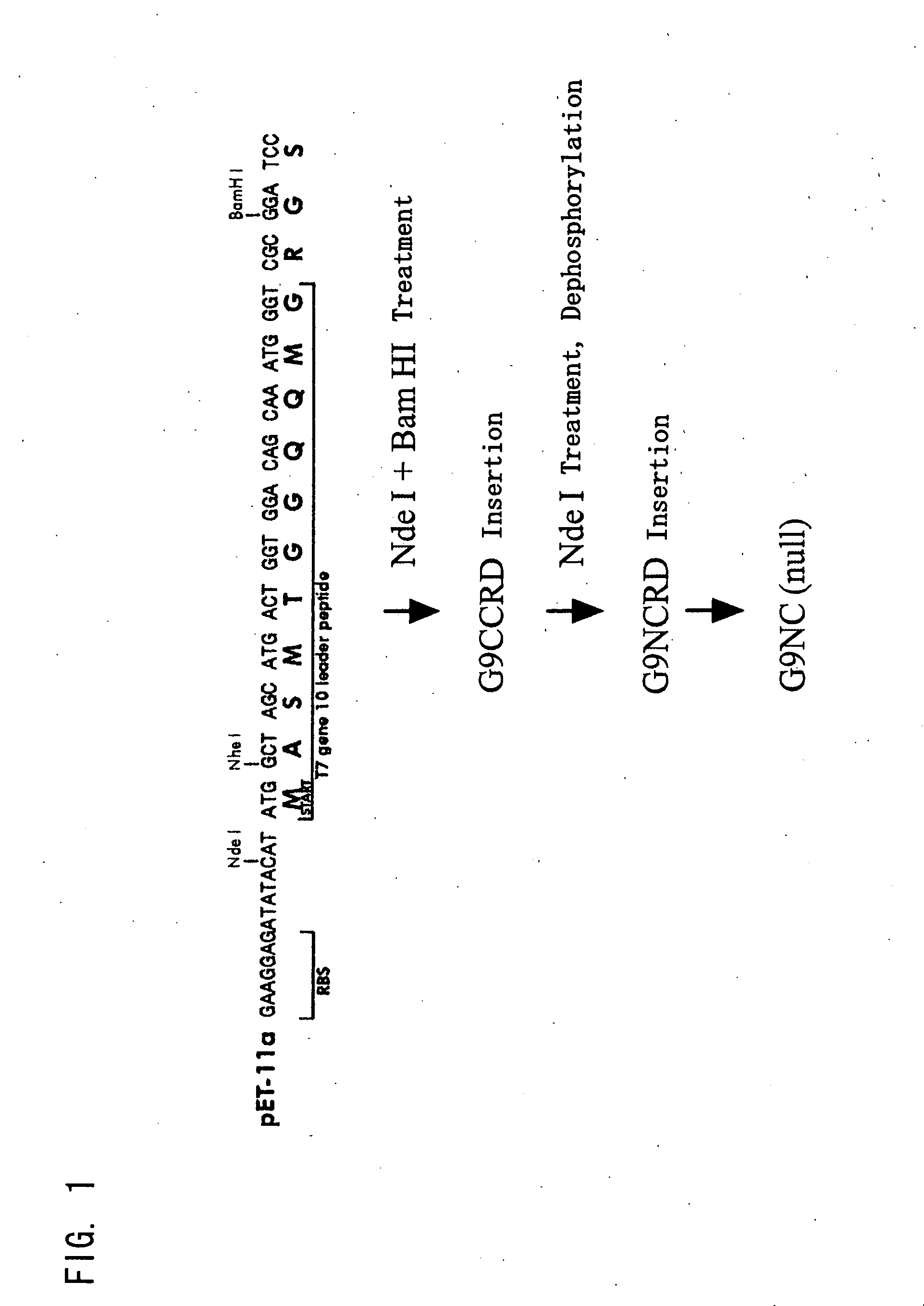 Novel modified galectin 9 proteins and use thereof