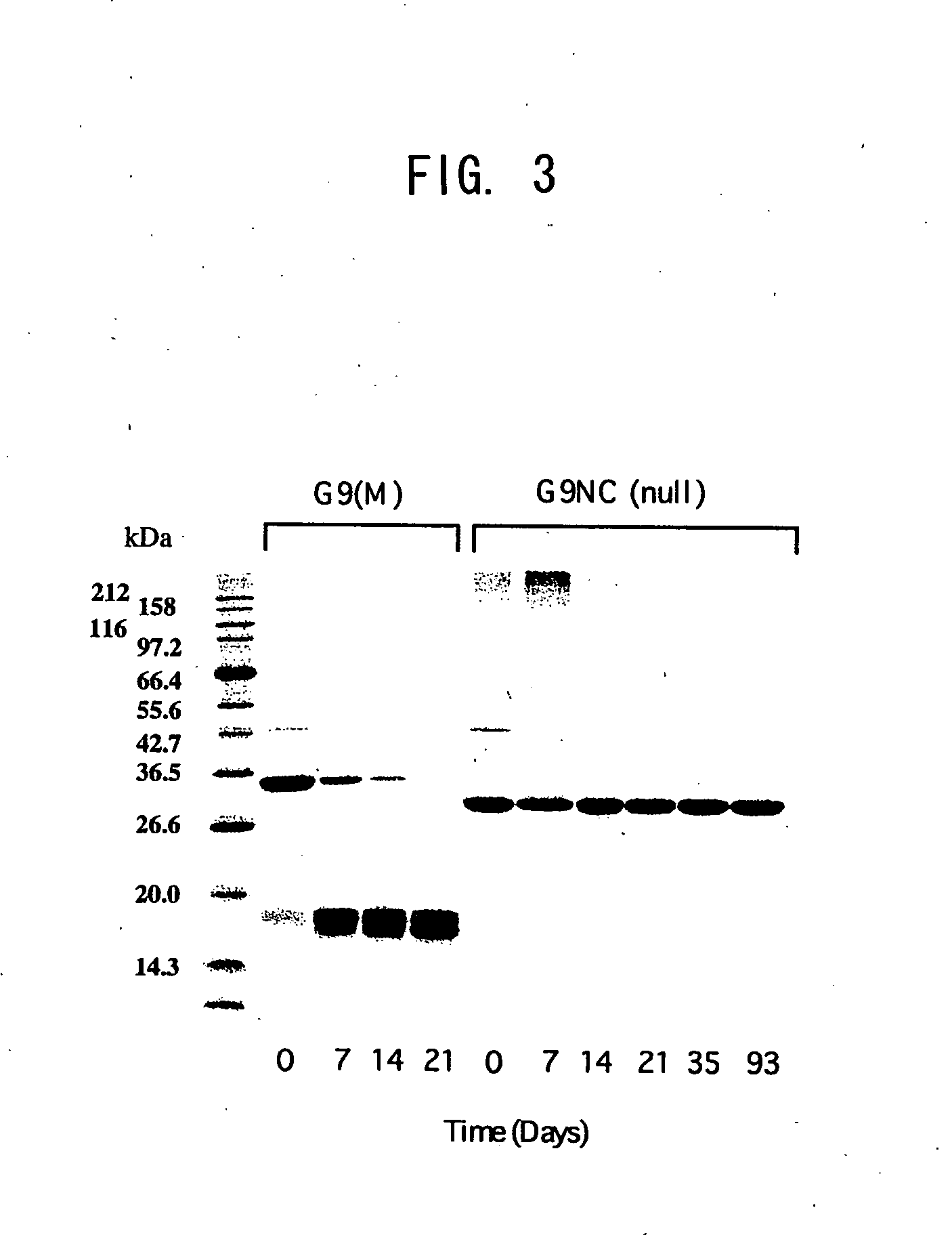 Novel modified galectin 9 proteins and use thereof