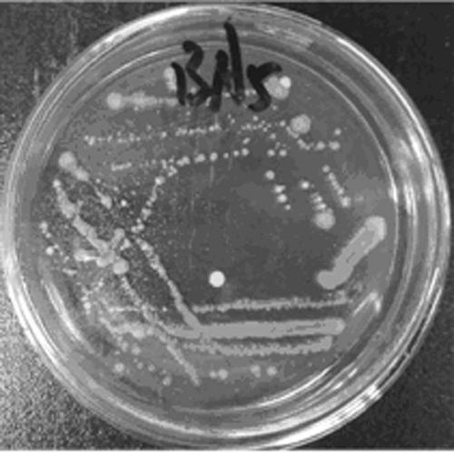Bacillus aryabhattai and application thereof in hay modulation