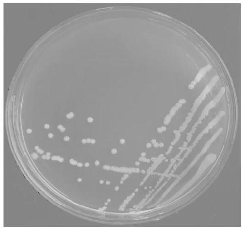 A chitosanase-producing and antifungal Burkholderia strain and its application