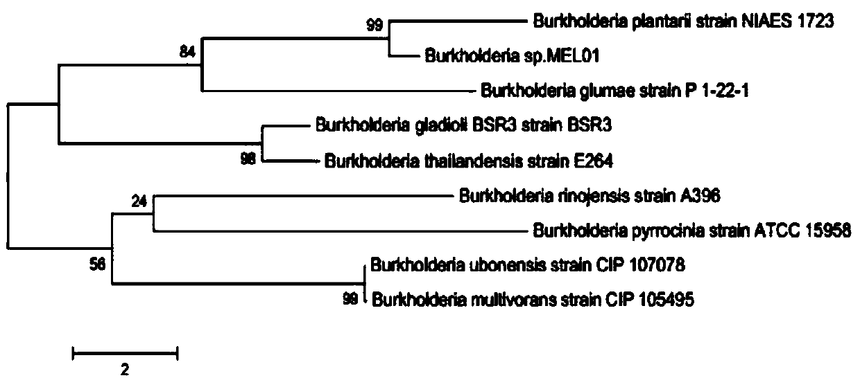 A chitosanase-producing and antifungal Burkholderia strain and its application