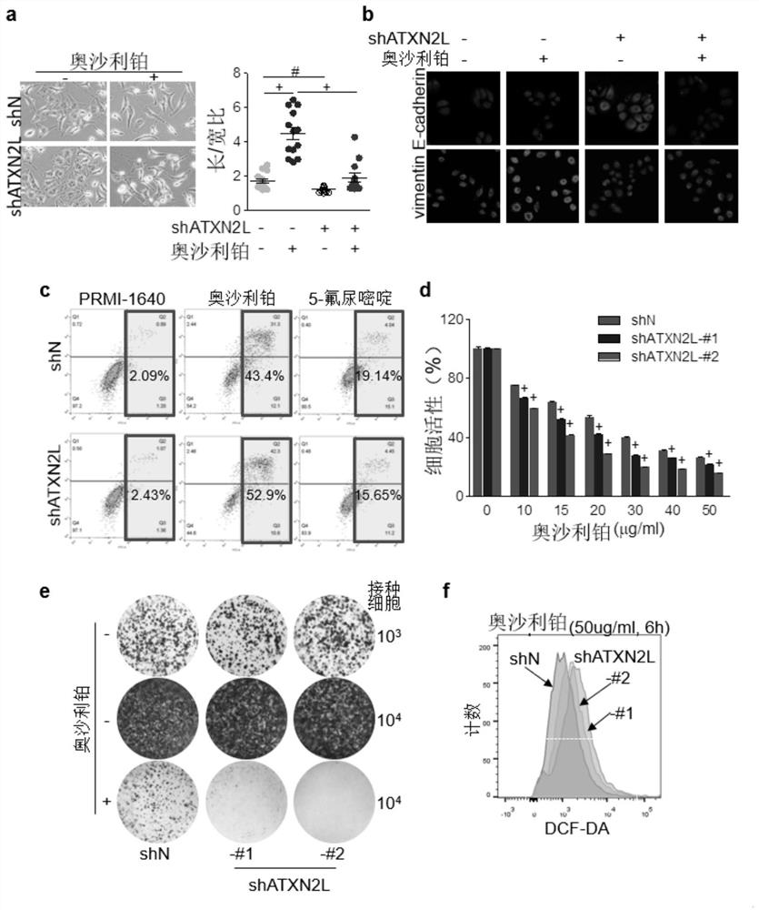 Use of atxn2l for preparing medicines for reversing gastric cancer oxaliplatin drug resistance