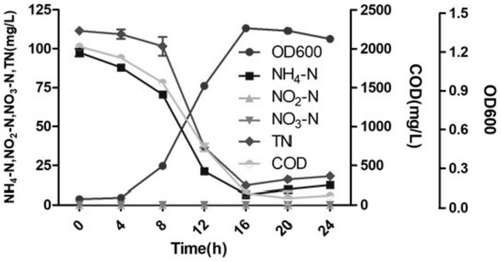 Pseudomonas sp. GY13 and application of pseudomonas sp. GY13 in sewage treatment