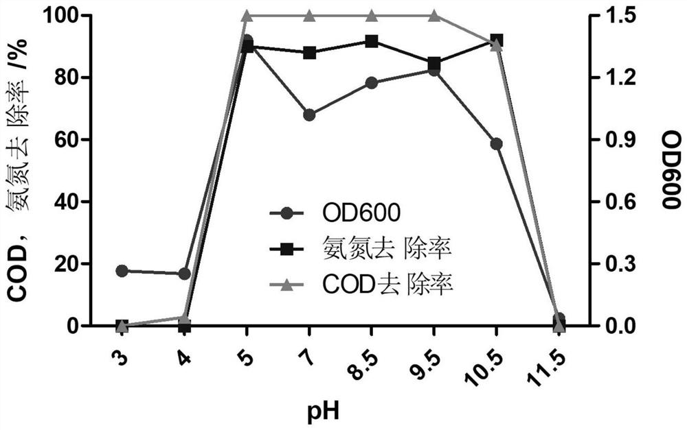 Pseudomonas sp. GY13 and application of pseudomonas sp. GY13 in sewage treatment