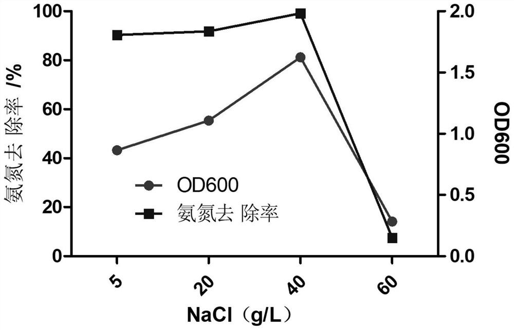 Pseudomonas sp. GY13 and application of pseudomonas sp. GY13 in sewage treatment