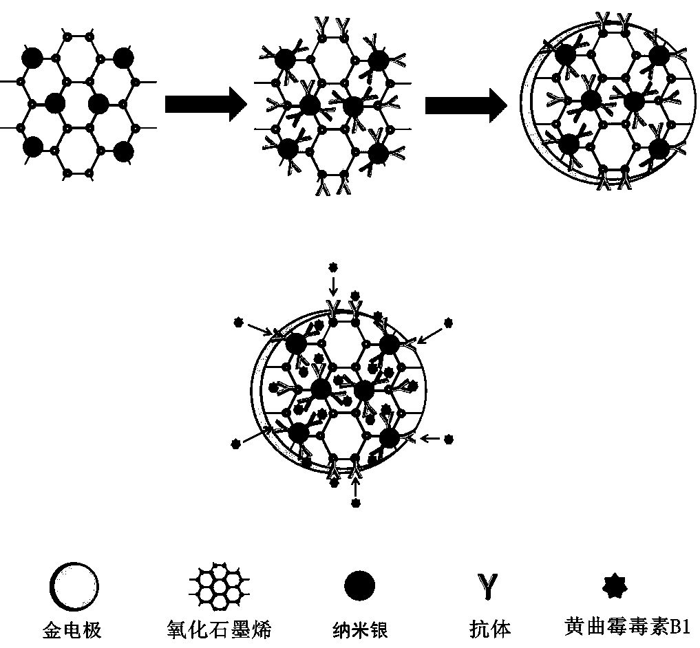 A preparation method and detection method of a composite material biosensor for detecting aflatoxin b1