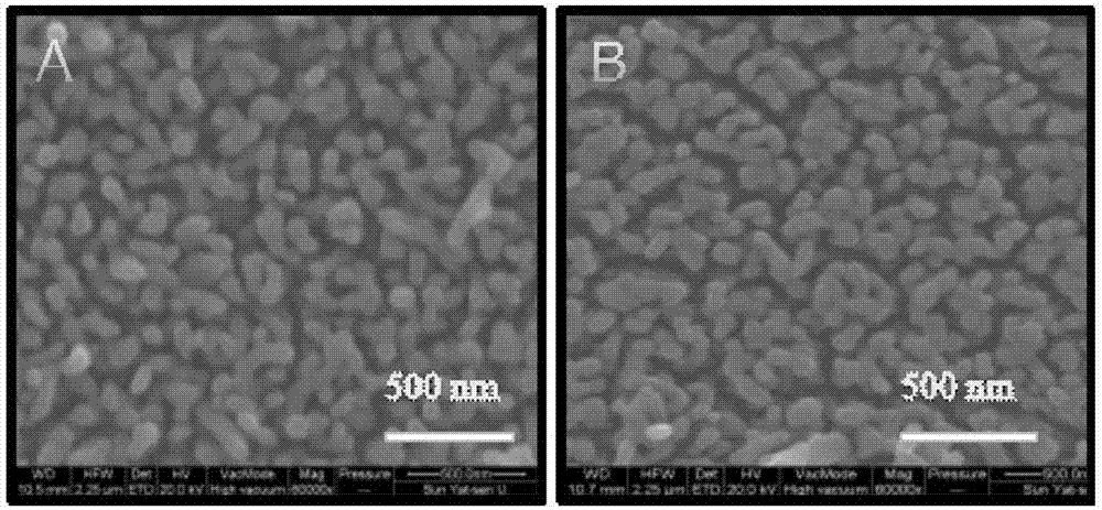 Metal oxide/NiPi photo-anode material and preparation thereof