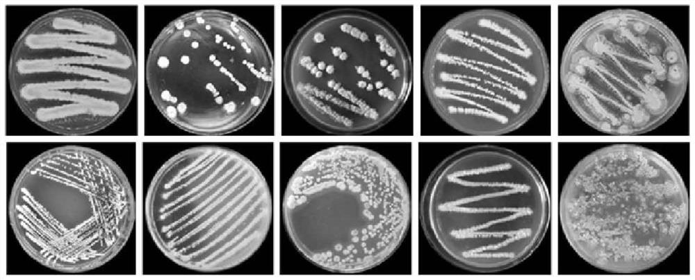 Streptomyces thiogamboges St-79 and application thereof