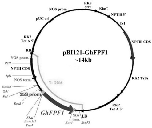 Flanking sequence of GhFPF1 transgenic cotton insertion site and specificity identification method thereof