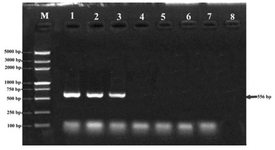 Flanking sequence of GhFPF1 transgenic cotton insertion site and specificity identification method thereof