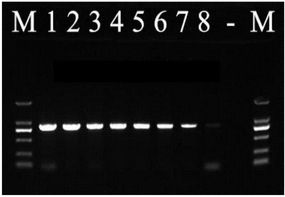 PCR detection primer group of avianleukosis (AL) viruses and kit comprising detection primer group