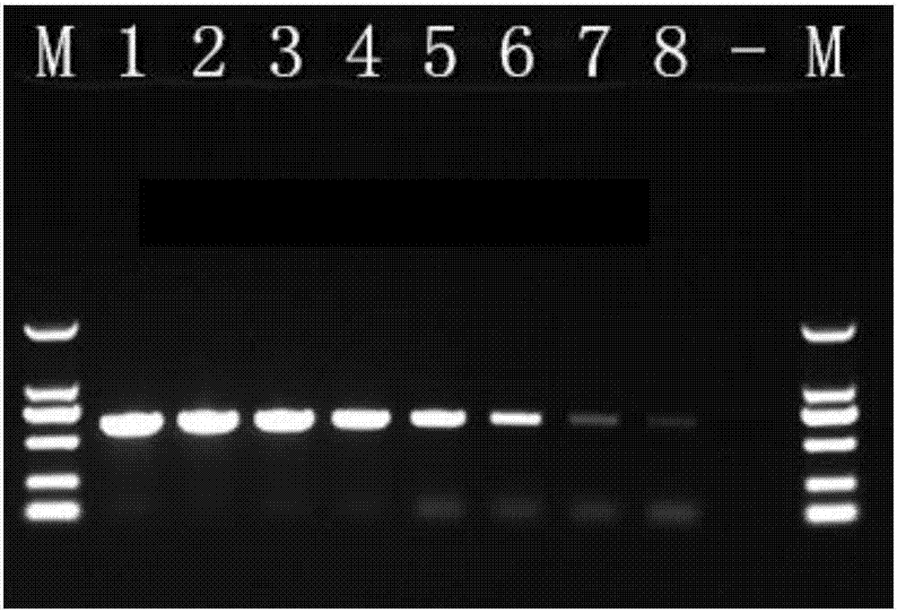 PCR detection primer group of avianleukosis (AL) viruses and kit comprising detection primer group