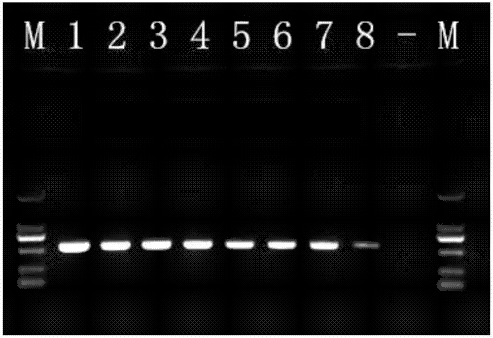 PCR detection primer group of avianleukosis (AL) viruses and kit comprising detection primer group