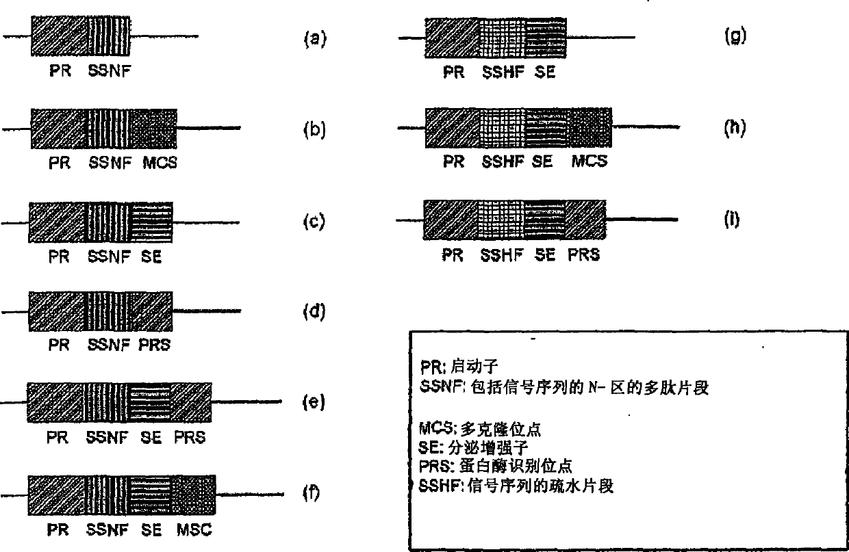 Production of a soluble native form of recombinant protein by the signal sequence and secretional enhancer