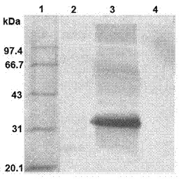 Test strip for rapidly detecting plasmodia based on colloidal gold immunochromatographic assay, as well as antibodies and cell lines thereof