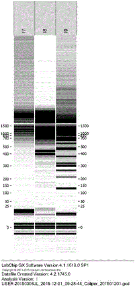 bPrimer batch PCR primer design method based on Primer 3