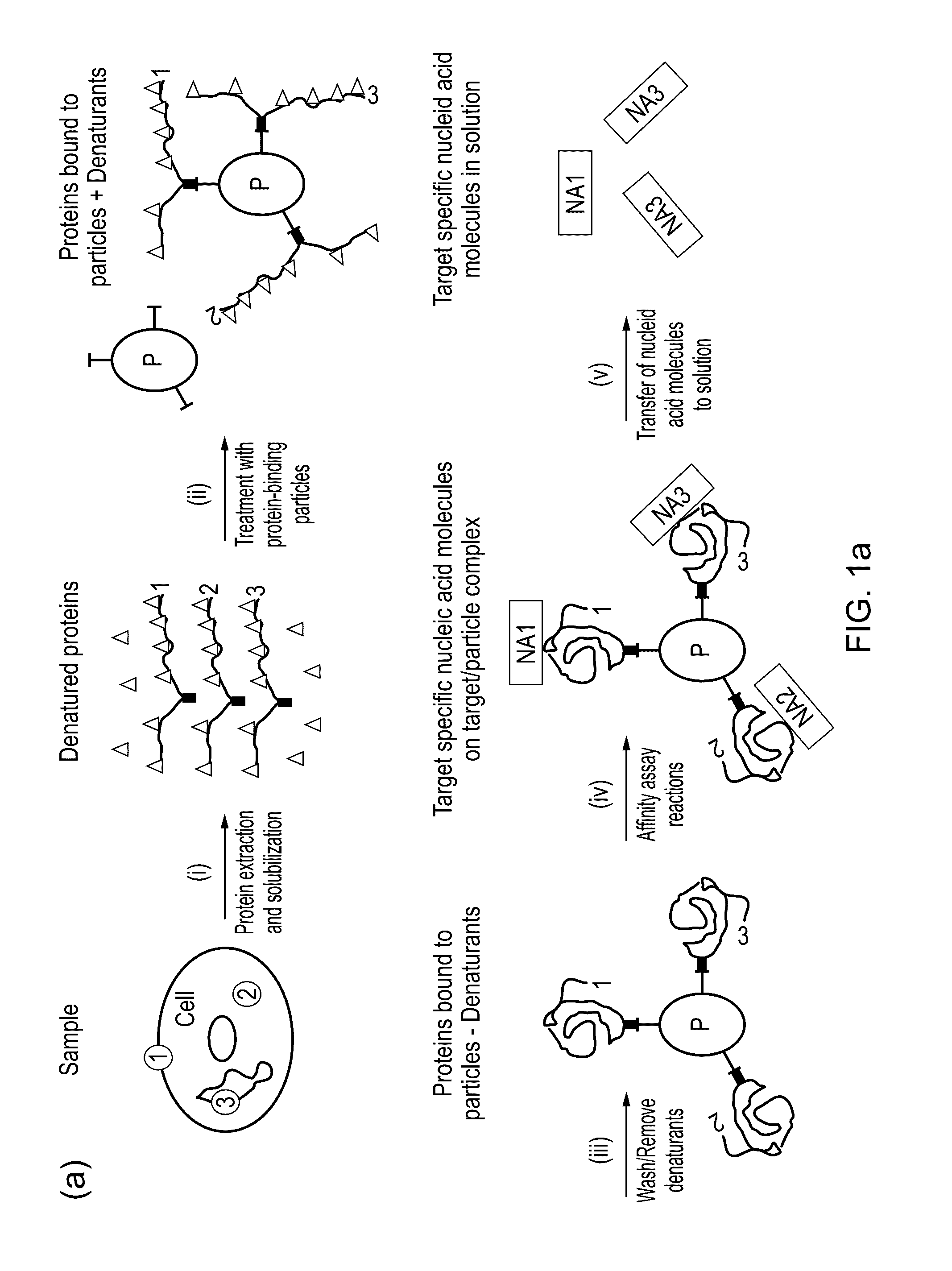 Method for protein analysis