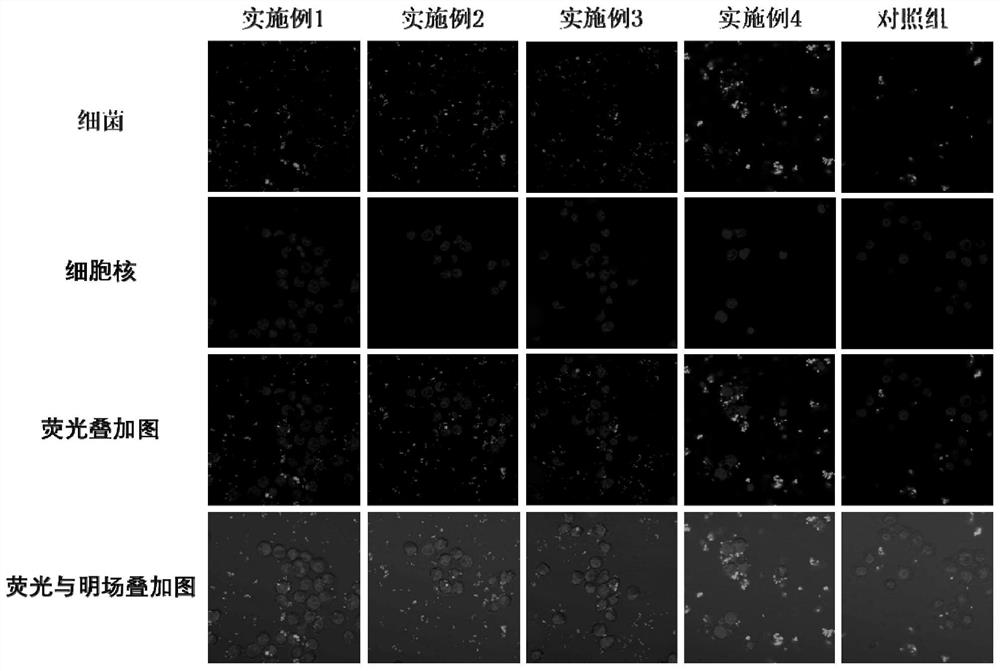 A kind of antibacterial auxiliary material with bacteria conditioning properties and its preparation method and application