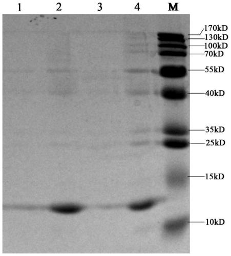 rbcg expressing Brucella melis p39 gene and its construction method and application