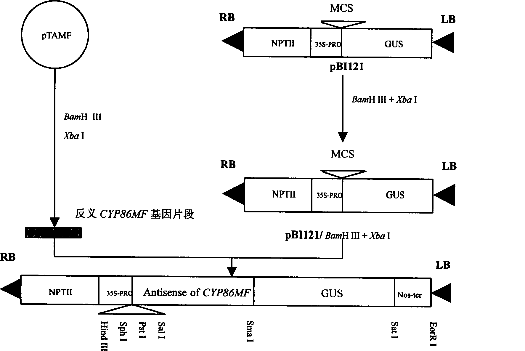 Chinese cabbage fertility relevant gene and method of using the gene in constituting artificial male sterility line of Chinese cabbage and similar crops