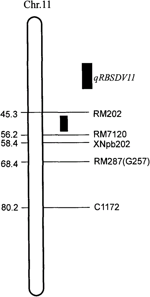 SSR (simple sequence repeat) markers on No.11 chromosome, closely linked to RBSDV (rice black-streaked dwarf virus) resistant QTL (quantitative trait locus) and application thereof