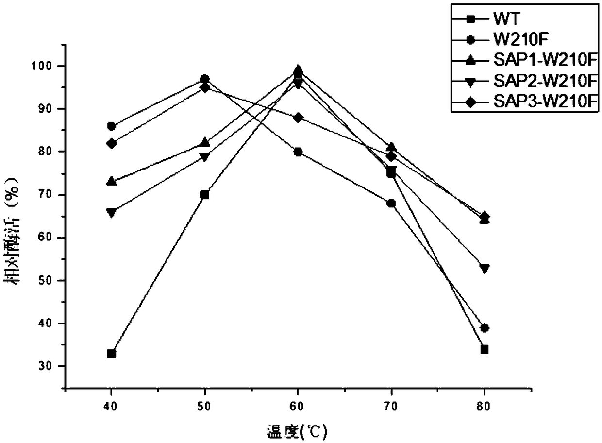 Raw maltogenic amylase production bacterial strain