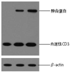 A chimeric gene based on fcγriiia and its use
