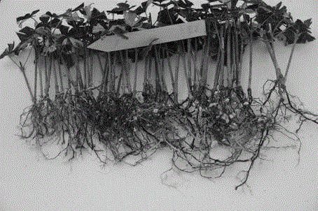 Acer palmatum Oridono Nishiki twig cutting propagation method
