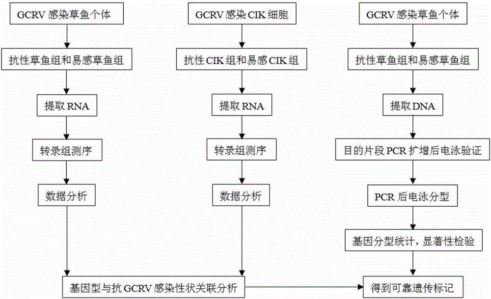 Genetic marker-related with immunity traits of hemorragic disease of grass carp