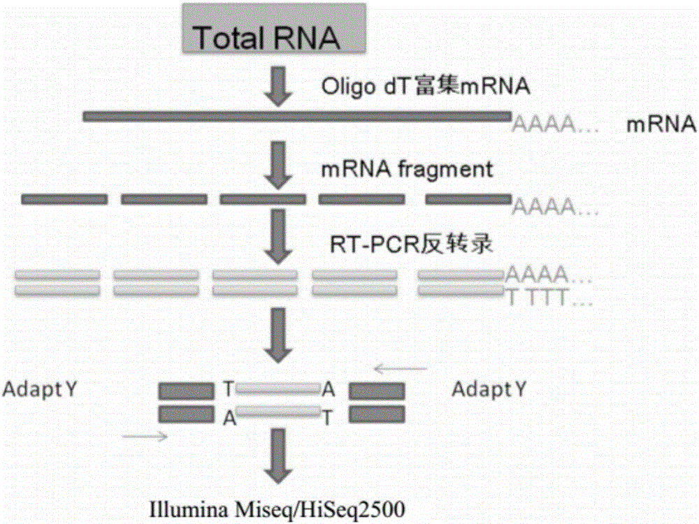 Genetic marker-related with immunity traits of hemorragic disease of grass carp