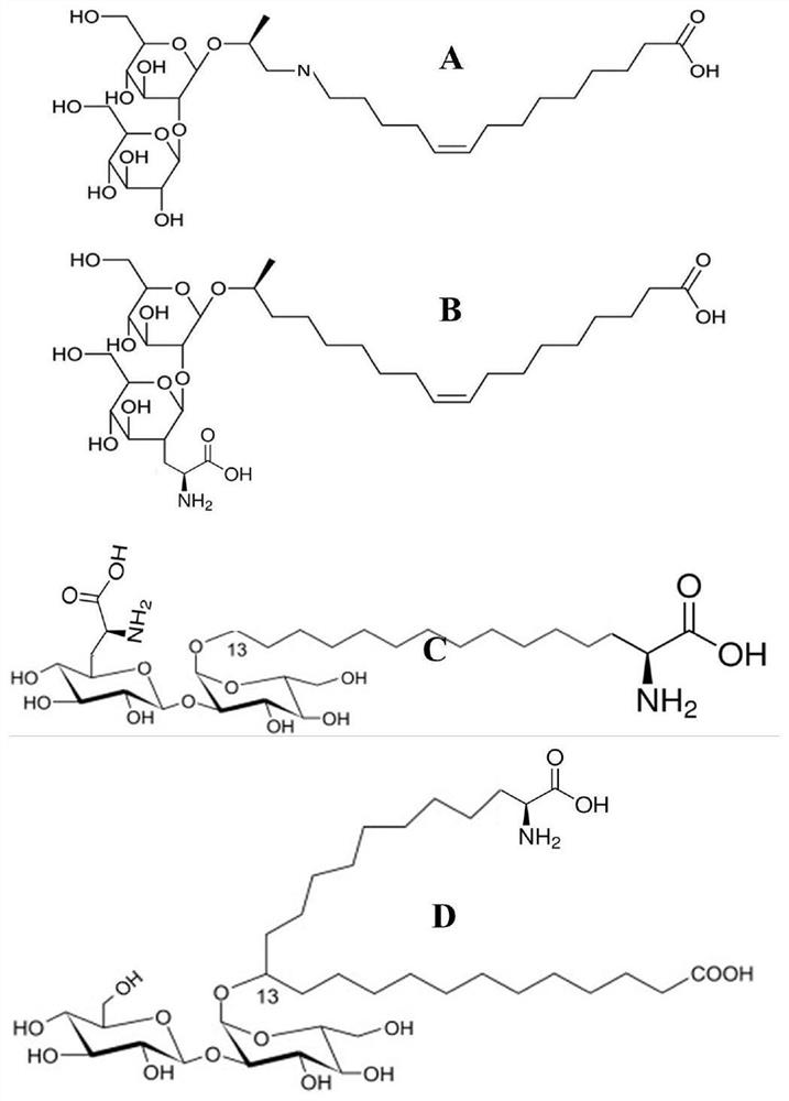 Amphoteric glycolipid biosurfactant and preparation method thereof