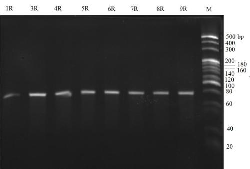 Nucleic acid aptamer for specifically recognizing bovine pregnancy-related glycoprotein 4 and application thereof