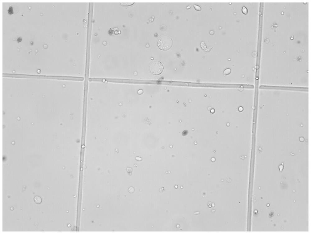 A kind of method for preparing scallop muscle single cell suspension