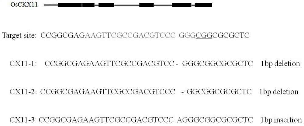 A kind of rice senescence control gene osckx11 and its application