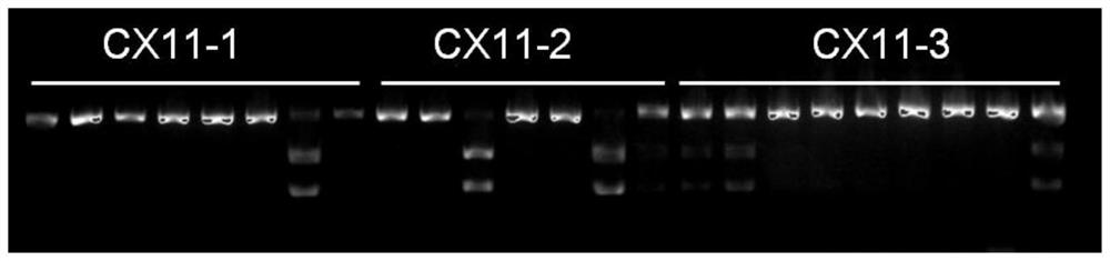A kind of rice senescence control gene osckx11 and its application