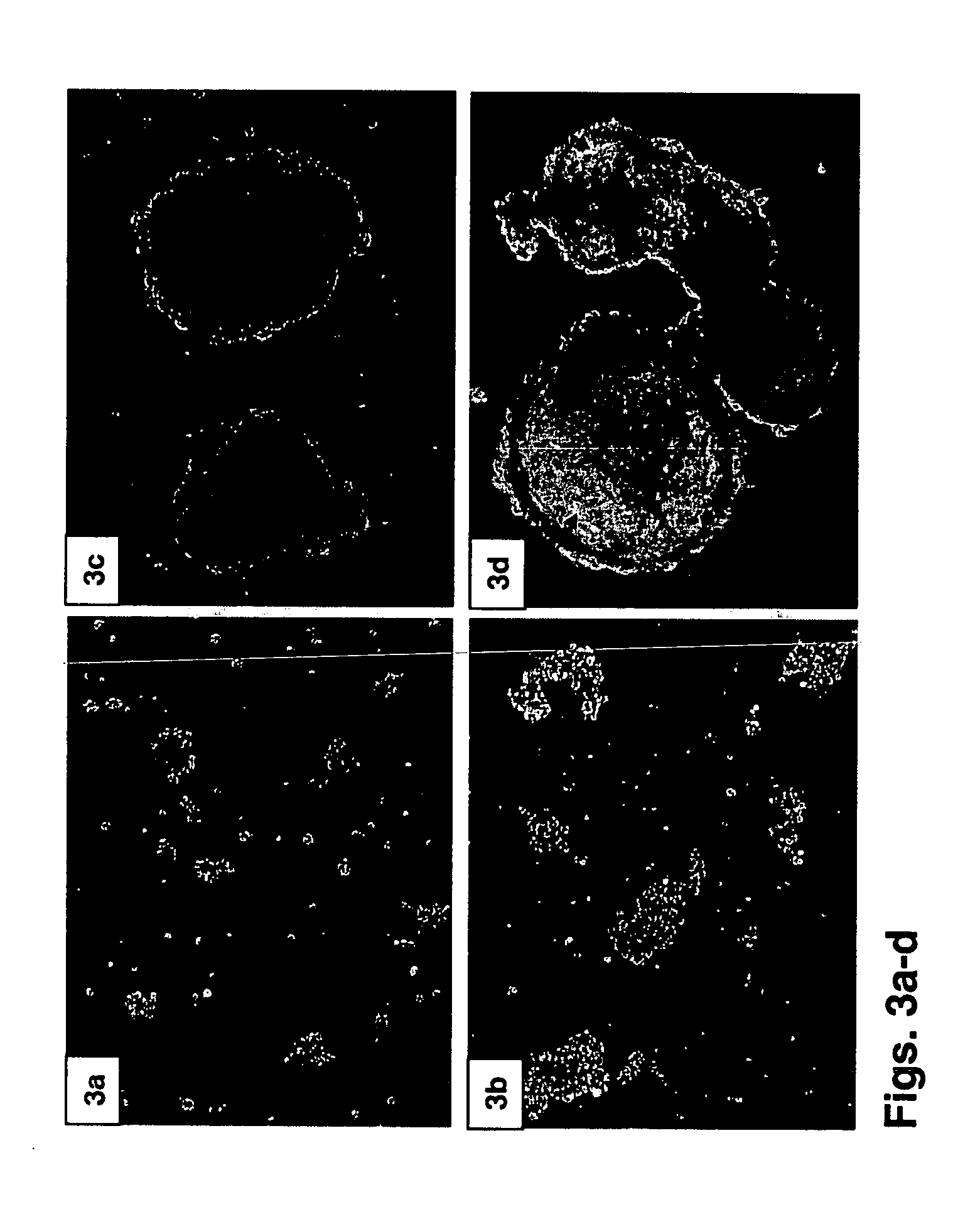 Method of dynamically culturing embryonic stem cells