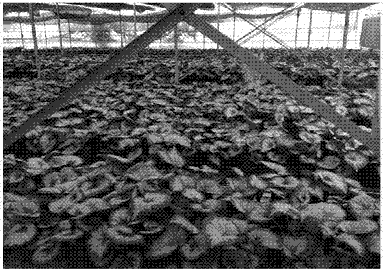 Large-scale potted flower cultivation method for begonias