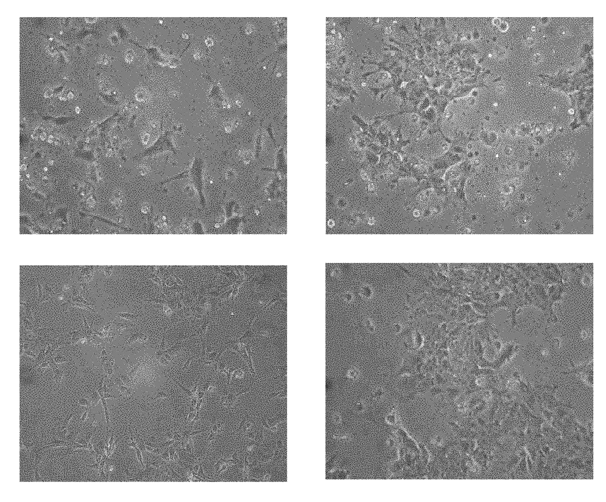 Induction of hepatocytes by stem cell differentiation with RNA