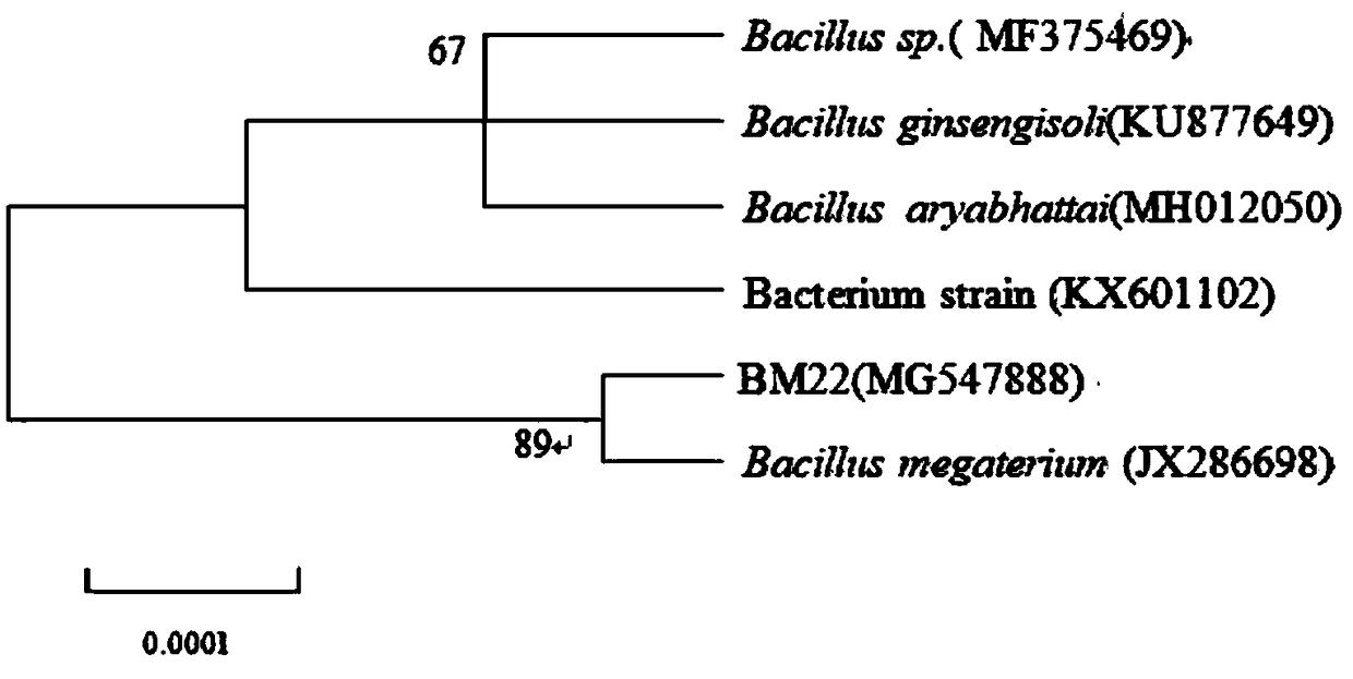 Preparation and application of bacillus megatherium BM22 and spore powder thereof