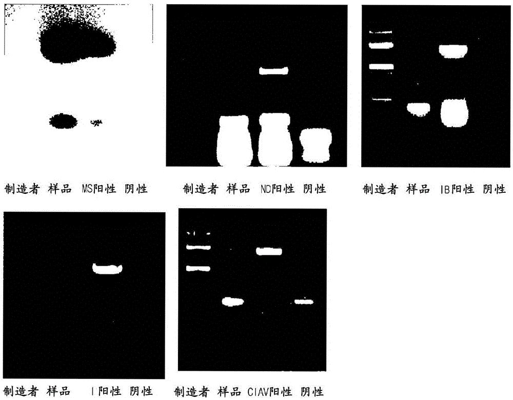 Novel fowl adenovirus and vaccine thereof